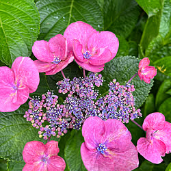 お花/紫陽花/花のある暮らし/紫陽花が好き♡/花のある生活...などのインテリア実例 - 2023-06-13 19:07:33