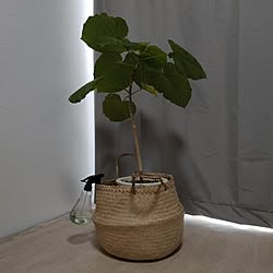 リビング/観葉植物のある暮らし/観葉植物/カーテン/IKEA...などのインテリア実例 - 2023-06-24 17:03:33