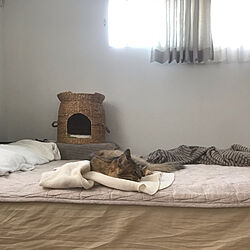 猫と暮らす/猫のいる暮らし/猫との暮らし/ベッド周りのインテリア実例 - 2019-09-21 14:46:36
