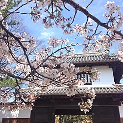 玄関/入り口/家じゃない/植物/花/桜...などのインテリア実例 - 2014-04-05 20:44:40