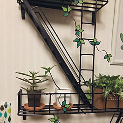 多肉植物/ウォールシェルフ/ファイヤーエスケープ/fireescape/wallshelf...などのインテリア実例 - 2020-01-21 21:53:16