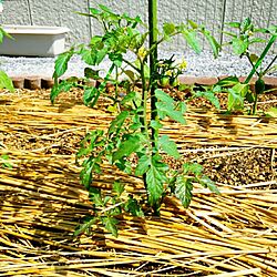 野菜/家庭菜園/インテリアじゃなくてごめんなさい/玄関/入り口のインテリア実例 - 2015-05-18 09:38:51