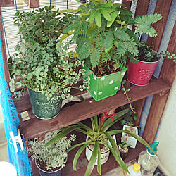 部屋全体/植物/日替わり投稿企画!木曜日/これからもよろしくお願いします⑅◡̈*/いつもいいね！ありがとうございます♪...などのインテリア実例 - 2017-07-27 10:15:28