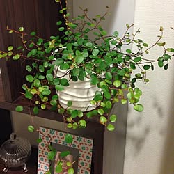 棚/観葉植物/ワイヤープランツ/緑いいよね〜のインテリア実例 - 2014-02-03 21:11:13