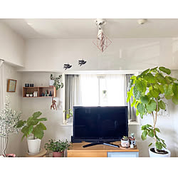 テレビ周り/観葉植物/マンション暮らし/いいね、フォロー本当に感謝です♡/北欧雑貨...などのインテリア実例 - 2020-04-02 15:06:31