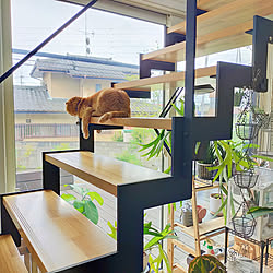 リビング/ねこと暮らす/IG→hm_myhome/観葉植物のある暮らし/マイホーム...などのインテリア実例 - 2021-08-12 18:42:07