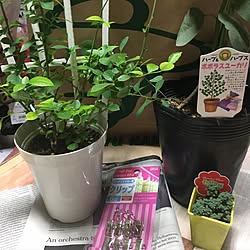 部屋全体/いろいろ/日替わり投稿企画!月曜日/買ったもの/植物...などのインテリア実例 - 2017-06-19 20:24:16