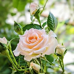 玄関/入り口/春爛漫*¨*•.¸¸♪/rose/薔薇が好き/バラのある暮らし...などのインテリア実例 - 2023-04-27 12:45:38