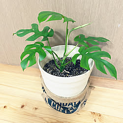 麻袋の鉢カバー/ヒメモンステラ成長中/モンステラ/観葉植物/セリアの雑貨...などのインテリア実例 - 2022-05-23 18:44:37