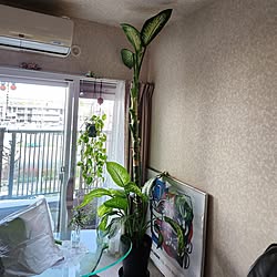 壁/天井/新生活/観葉植物のある部屋/ディフェンバキア/切り戻しました...などのインテリア実例 - 2024-04-03 18:02:43