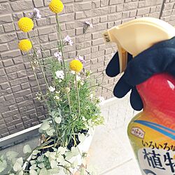 玄関/入り口/ガーデニング/植物のある暮らし/害虫対策/アースガーデン...などのインテリア実例 - 2023-06-01 07:27:12