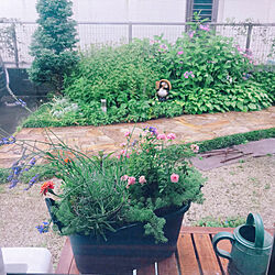 濡れ縁/庭の花/ワイヤークラフト/寄せ植え/和室からの眺め...などのインテリア実例 - 2021-06-10 22:42:09