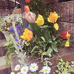 玄関/入り口/ちゅーりっぷ/植物のインテリア実例 - 2016-04-09 16:37:41