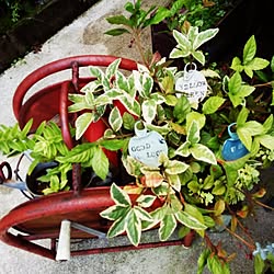 玄関/入り口/JUNK/サビサビ/植物/リメ缶...などのインテリア実例 - 2014-08-17 15:06:01