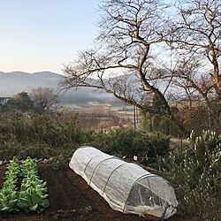 玄関/入り口/家庭菜園/里山/景色が大好き/テキトー菜園...などのインテリア実例 - 2018-03-14 07:07:20