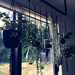 壁/天井/アイアンバー/DIY/エアプランツ/観葉植物...などのインテリア実例 - 2016-10-26 22:39:52