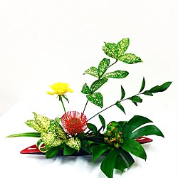 リビング/植物/花/花瓶/フラワーアレンジメント...などのインテリア実例 - 2015-09-13 20:09:30