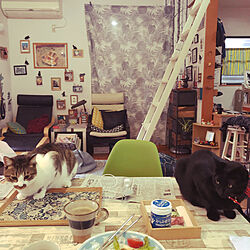 朝食中食卓に乗る猫/ねこのいる風景/白キジのん/黒猫ミースケ/机のインテリア実例 - 2021-05-18 06:35:31