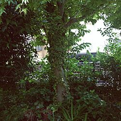 玄関/入り口/庭/ガーデン/樹木/ガーデニングのインテリア実例 - 2014-05-10 10:48:11