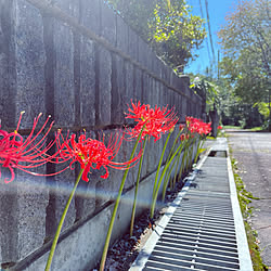 子供のいる暮らし/庭しごと/朝の風景/田舎暮らし/彼岸花...などのインテリア実例 - 2021-09-23 08:56:11