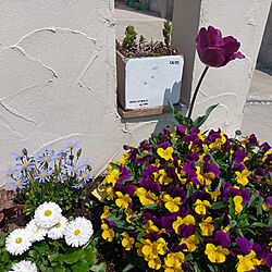 玄関/入り口/ガーデニング/チューリップ/門柱前の花壇/お花が好きのインテリア実例 - 2022-04-09 15:20:43