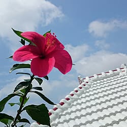 玄関/入り口/ハイビスカス♡/沖縄人です/梅雨なのに雨降らないな～/いいね！ありがとうございます♪のインテリア実例 - 2015-06-03 07:47:04