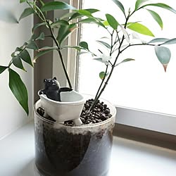 バス/トイレ/観葉植物/シンプルがすき/カメラマークが出たので/ＲＣ愛知...などのインテリア実例 - 2015-08-04 21:11:38