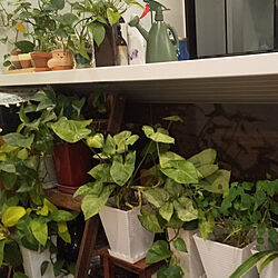 キッチン/植物のある暮らし/観葉植物のインテリア実例 - 2021-04-10 22:25:52