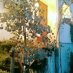玄関/入り口/オリーブの木/枕木の階段/シャビー/ポポラスのインテリア実例 - 2016-09-13 23:07:13