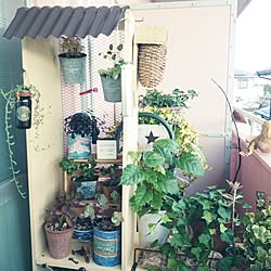 玄関/入り口/とりかご/賃貸でも頑張る‼/観葉植物/ヘデラ...などのインテリア実例 - 2016-03-11 16:36:00