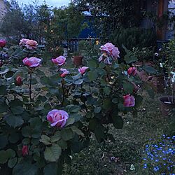 玄関/入り口/バラ/花のある暮らし/庭/花...などのインテリア実例 - 2017-05-31 14:34:37