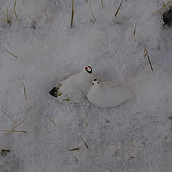 玄関/入り口/冬支度/雪景色/雷鳥/落花生の雷鳥のインテリア実例 - 2020-12-17 11:33:41