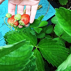 花壇/いちごのインテリア実例 - 2016-05-14 13:56:53