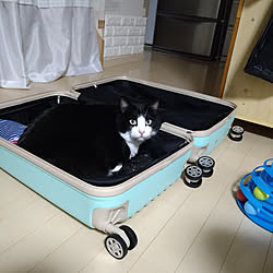 部屋全体/猫と暮らす家/ねこと暮らす。/猫ばかりですみません/ハチワレ猫ころん...などのインテリア実例 - 2022-12-06 19:19:29