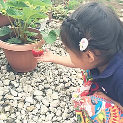 キッチン/家庭菜園/いちご/グリーンのある暮らし/花のある暮らし...などのインテリア実例 - 2016-06-14 13:04:47