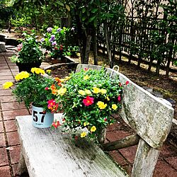 庭/花/ガーデン/ガーデニング/お気に入り♡のインテリア実例 - 2015-06-25 10:02:06