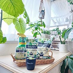 癒しスペース/観葉植物/多肉植物/植物のある暮らし/虫対策...などのインテリア実例 - 2023-07-29 19:54:24