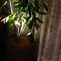 リビング/植物/アマゾンオリーブ/照明のインテリア実例 - 2013-05-11 12:55:42