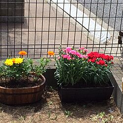 ガーデン/植物/庭/寄せ植えのインテリア実例 - 2014-05-15 07:13:14