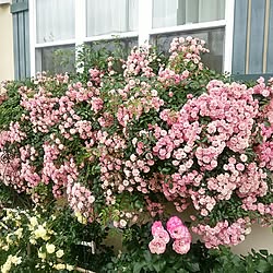 スルーしてください。/未熟者！/薔薇の花園/花のある暮らし/最後まで愛する...などのインテリア実例 - 2017-07-05 11:41:53