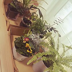 リビング/観葉植物のインテリア実例 - 2017-02-06 11:00:41