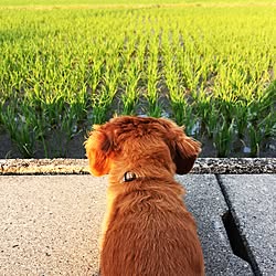 玄関/入り口/田んぼ/インテリアじゃなくてごめんなさい/犬部/RCの皆さまに感謝♡...などのインテリア実例 - 2015-06-08 12:32:11