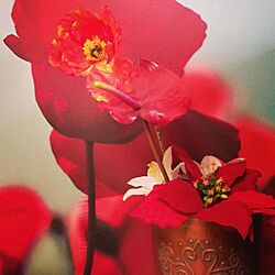 red/flowerのインテリア実例 - 2013-09-23 02:05:48