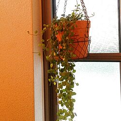 壁/天井/植物のインテリア実例 - 2012-11-24 16:31:15