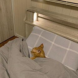 寝室/猫と暮らす/LIXIL/ねこと暮らす/ベッドライト...などのインテリア実例 - 2021-01-05 20:54:20