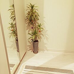 玄関/入り口/セリア/観葉植物/IKEAのインテリア実例 - 2015-10-24 22:33:38
