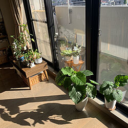 日の光/ガーデン雑貨/日当たり良好/暮らしを楽しむ/観葉植物...などのインテリア実例 - 2022-04-30 16:08:04