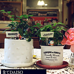 新築祝い/Daiso/観葉植物/ハンドメイド/カフェ風...などのインテリア実例 - 2020-12-02 07:19:04