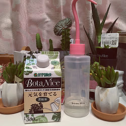 調味料入れ/BotaNice/虫対策/植物のある暮らし/多肉植物...などのインテリア実例 - 2022-07-08 18:44:19