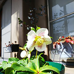 玄関/入り口/マンション/マンション暮らし/お花のある暮らし/植物のある暮らし...などのインテリア実例 - 2022-03-08 13:15:14